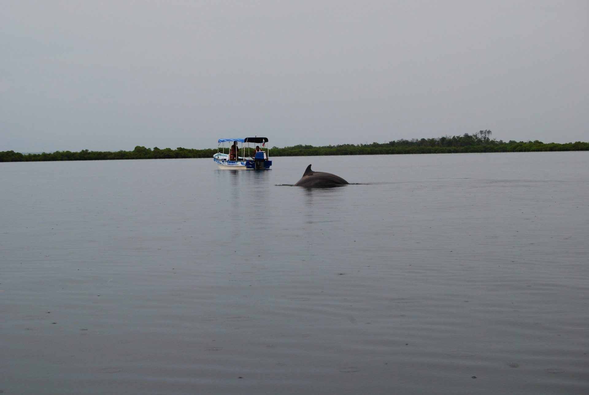 delfines