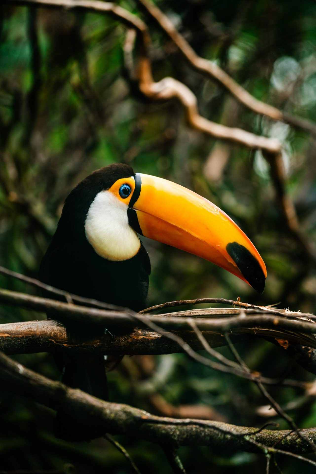 tucan-parque-ciencias