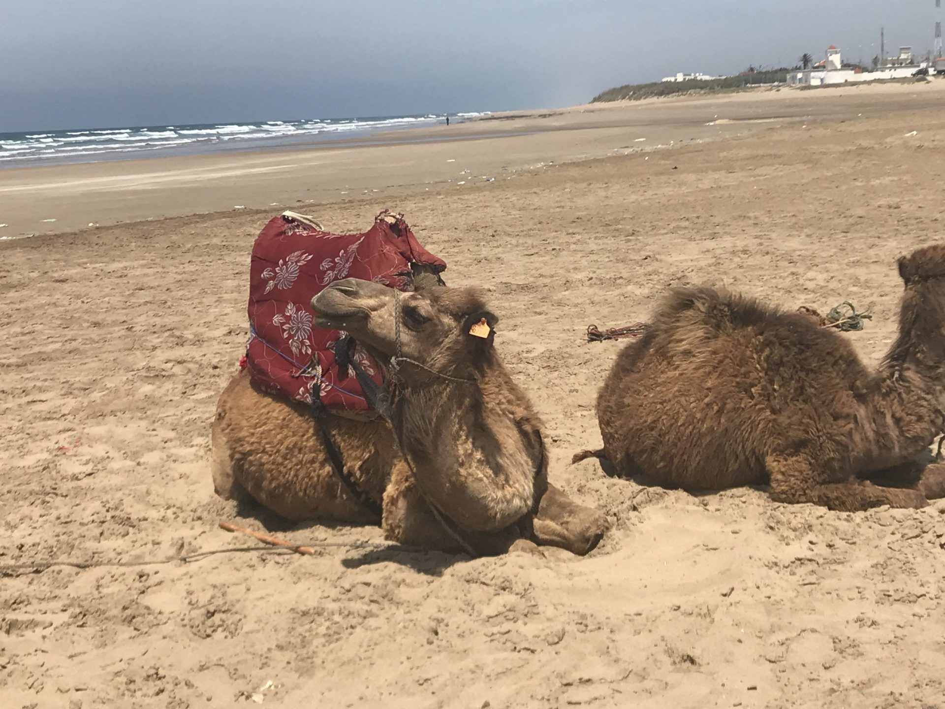 camellos-asilah