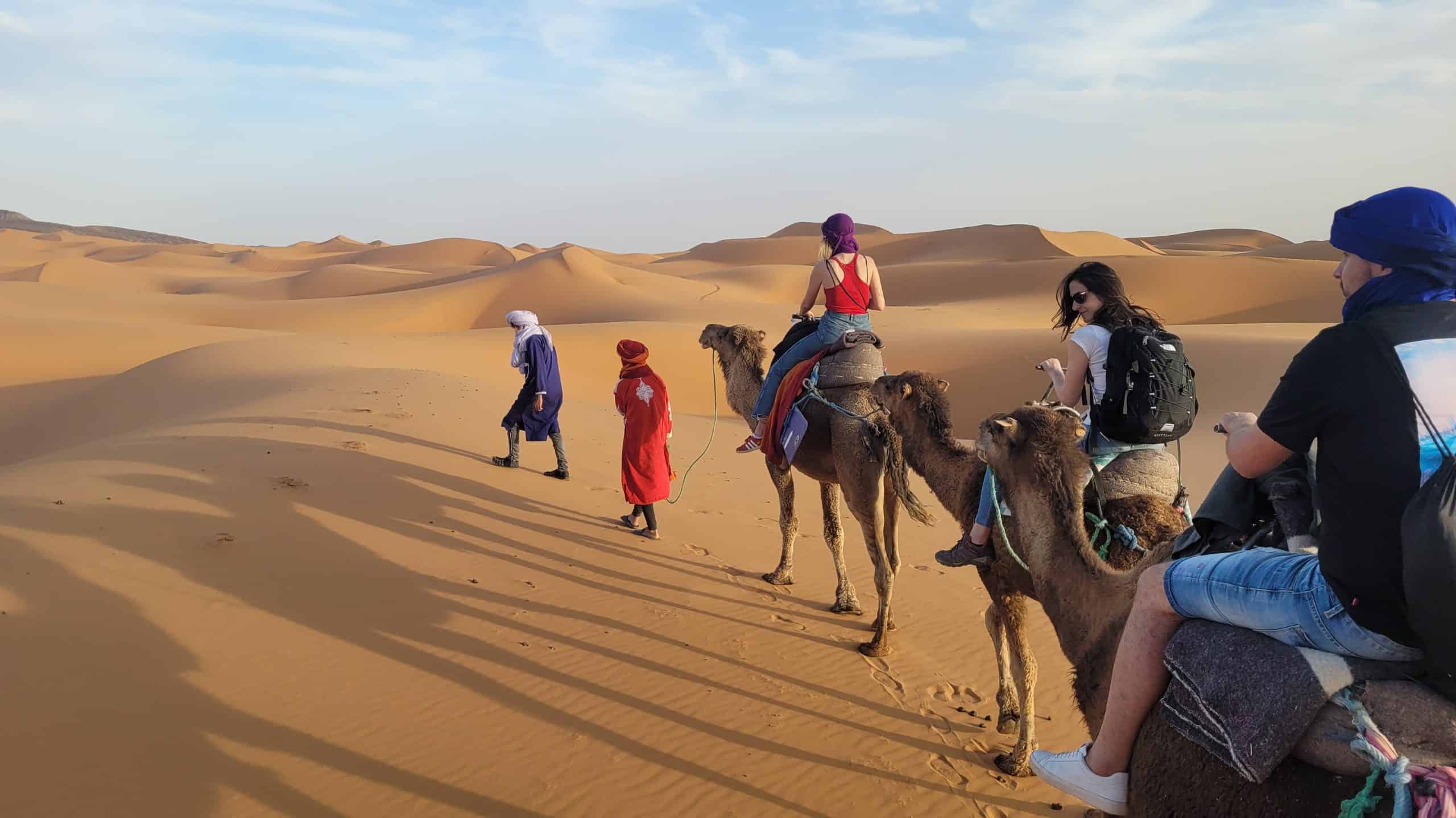 camel-desert