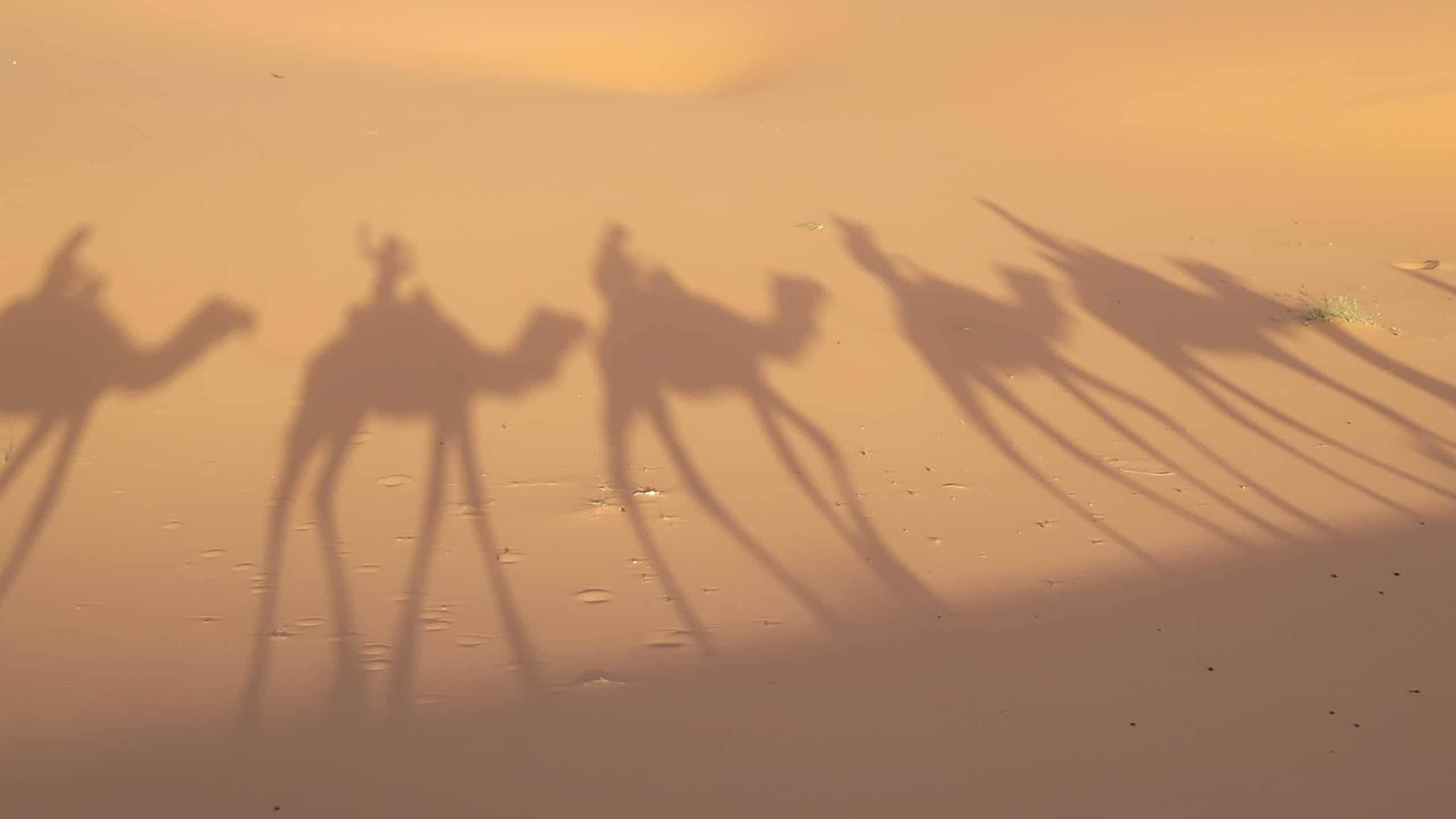 camel-desert
