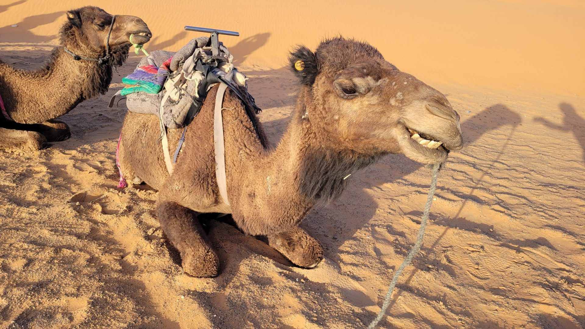 camel-desert