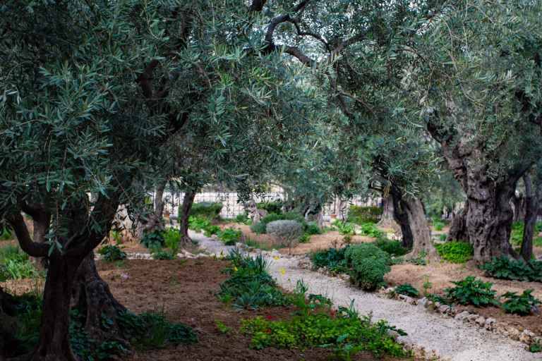 monte-olivos-jerusalen