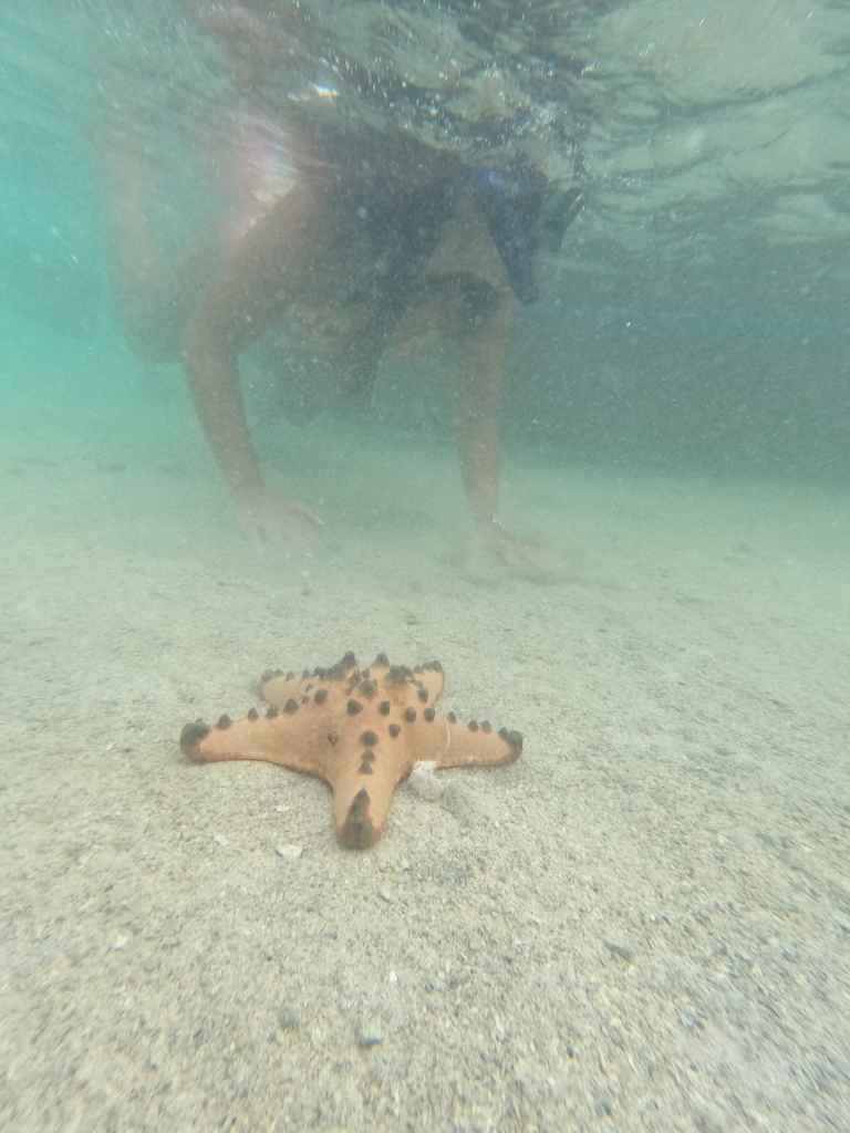 star-fish-port-barton