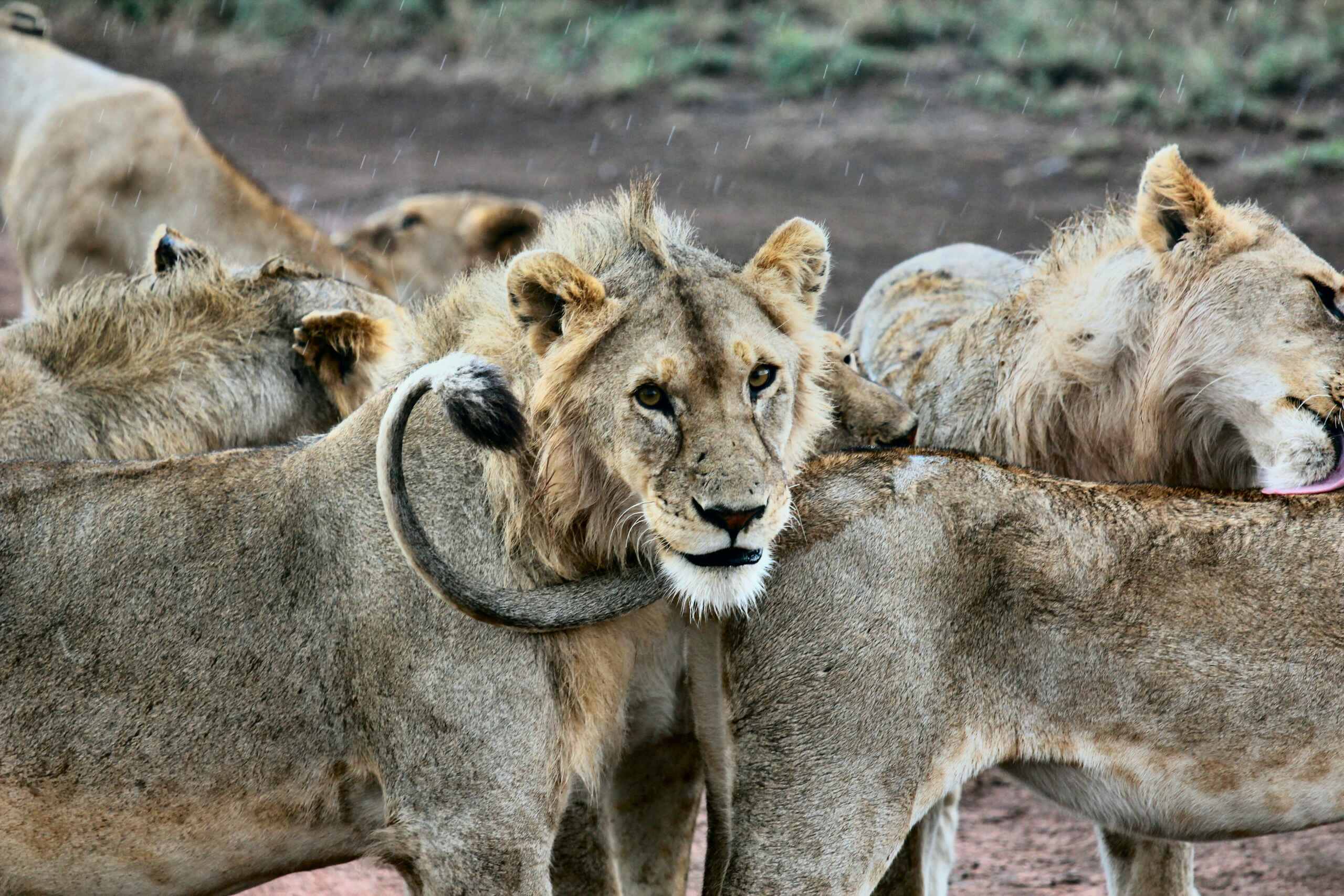tanzania